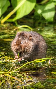 Water Vole, an endangered UK protected species surveys
