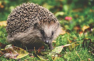 ecology survey hedgehog