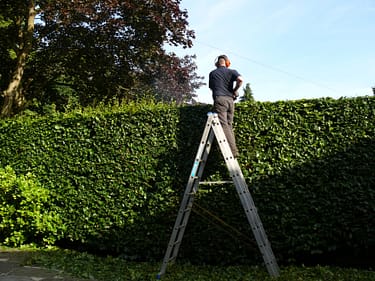 The Classic Mixed English Hedge