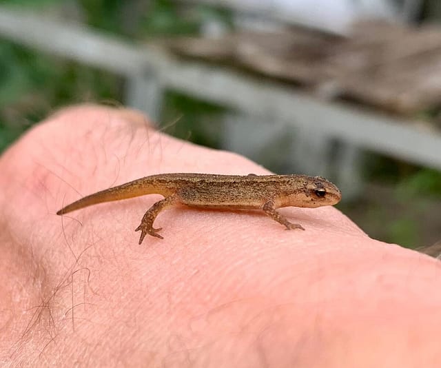 Native Newts in the UK