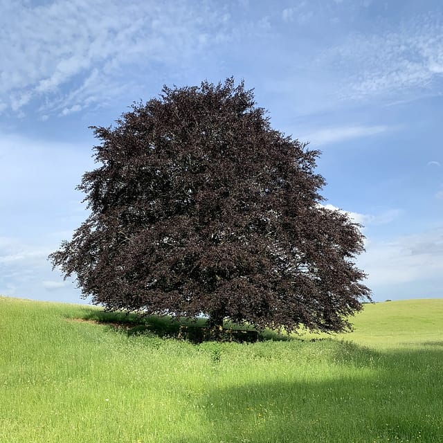 copper beech tree