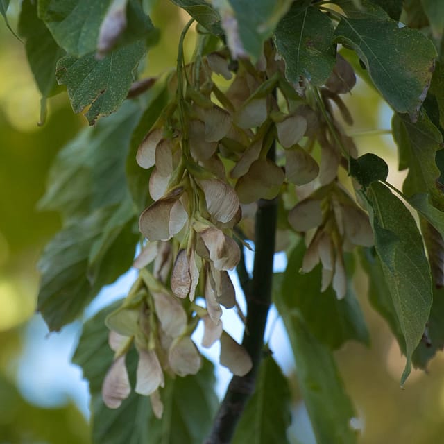 sycamore tree seeds