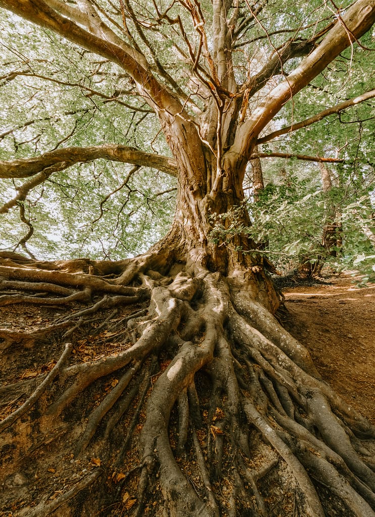Tree Root Damage Survey - Tree Root Damage Investigation